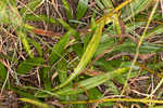 Longleaf sunflower